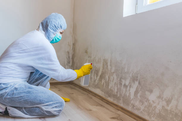 Licensed Basement Mold Remediation service in Portland, OR - WQB Mold Removal