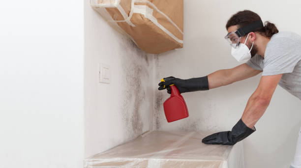 Professional Basement Mold Remediation technician working in Portland, OR