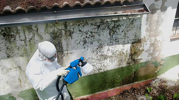 Top rated local Basement Mold Remediation specialists in Portland, OR